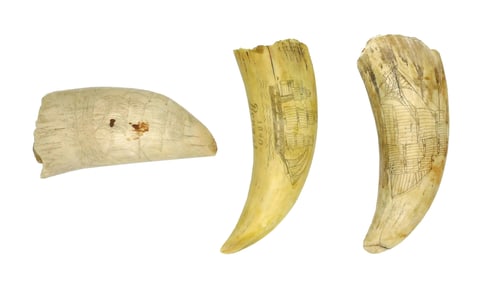 (3) Scrimshaw Whale Teeth