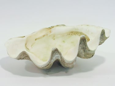 Giant Clam Shell