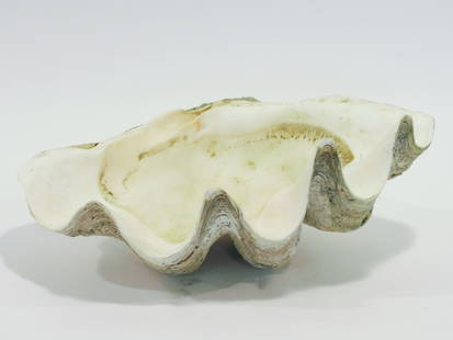 Giant Clam Shell: 10" high x 26 1/4" wide x 16 1/4" deep.