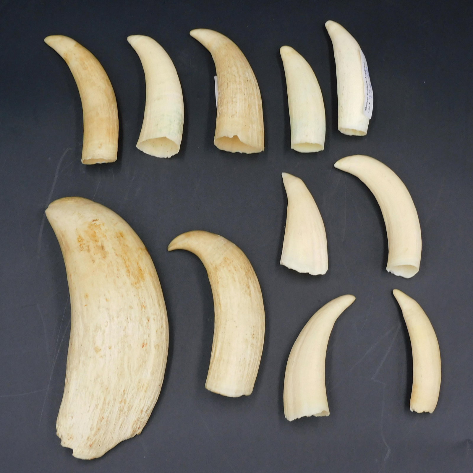 (11) Raw Sperm Whale Teeth: 2 1/2" to 6" high.