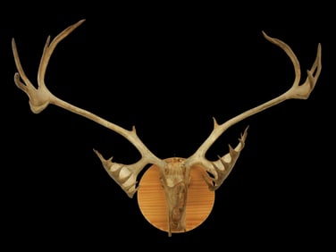Mounted Caribou Antlers, Double Shovel