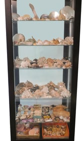 Large Shell Collection