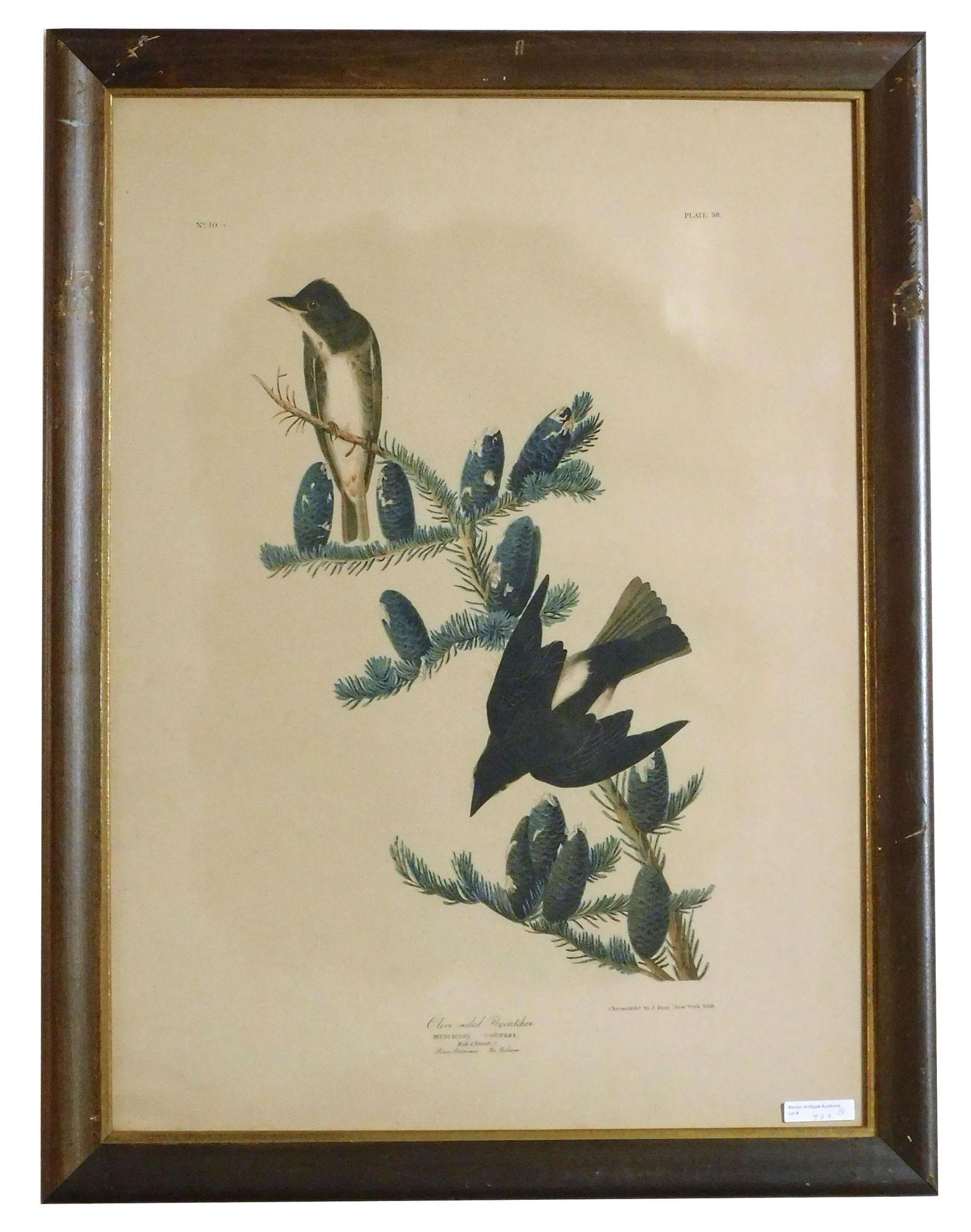 (2) John James Audubon Chromolithographs: To include: (A) Titled: "Olive Sided Flycatcher". J. Bien, New York 1860 Edition. Plate 58, No. 10-7. Sight size: 25 3/4" high x 18 1/2" wide. In a wooden frame with gilded liner measuring: 29" high x