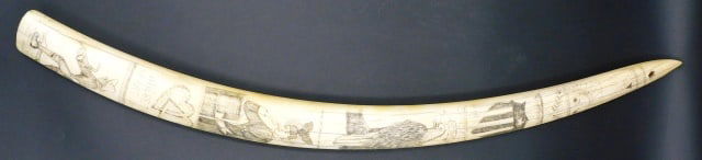 Scrimshaw Walrus Tusk