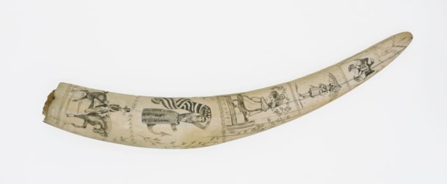 Scrimshaw Walrus Tusk