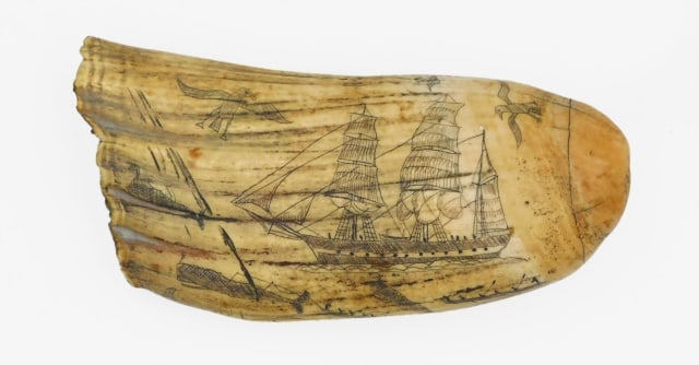Scrimshaw Whale's Tooth: 20th C. Monochrome engraved whaling scene titled "The Perils of Whaling". Engraved with images of a whaling hunt, birds and ship on recto. Verso shows engraved ship TIMOLEON 1834 Pacific Ocean Joshua 