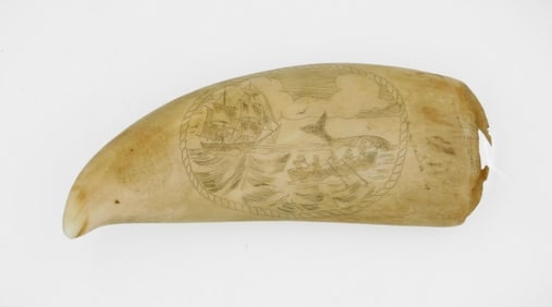 Scrimshaw Whale's Tooth