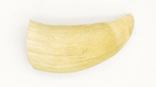 Large Raw Sperm Whale Tooth