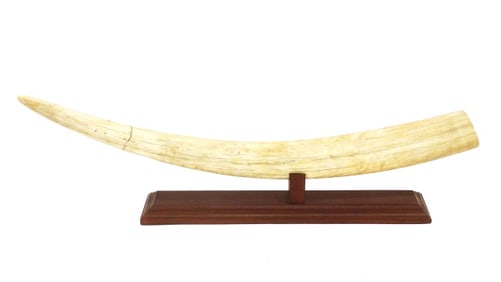 Walrus Tusk