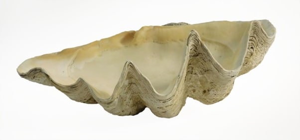 Giant Clam Shell