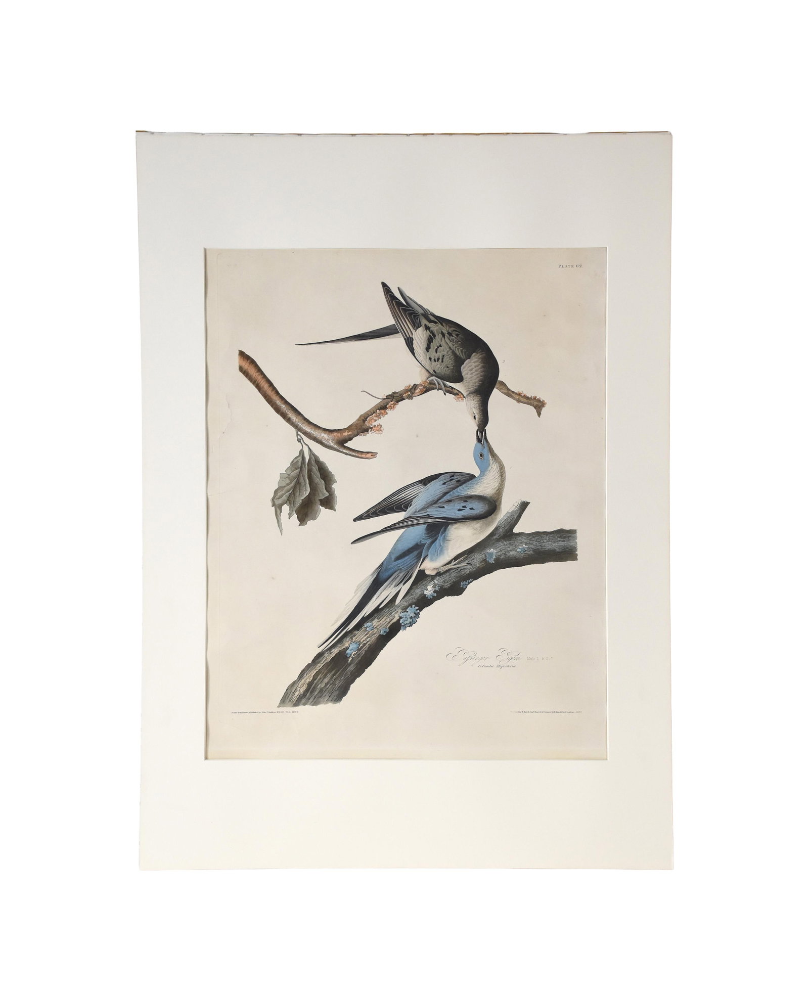 John James Audubon Engraving: (French/American, 1785-1851). Hand-colored engraving and aquatint. Passenger Pigeon, Plate LXII (62), from the double-elephant folio edition of The Birds of America, 1829. Inscribed "Plate 62" upper