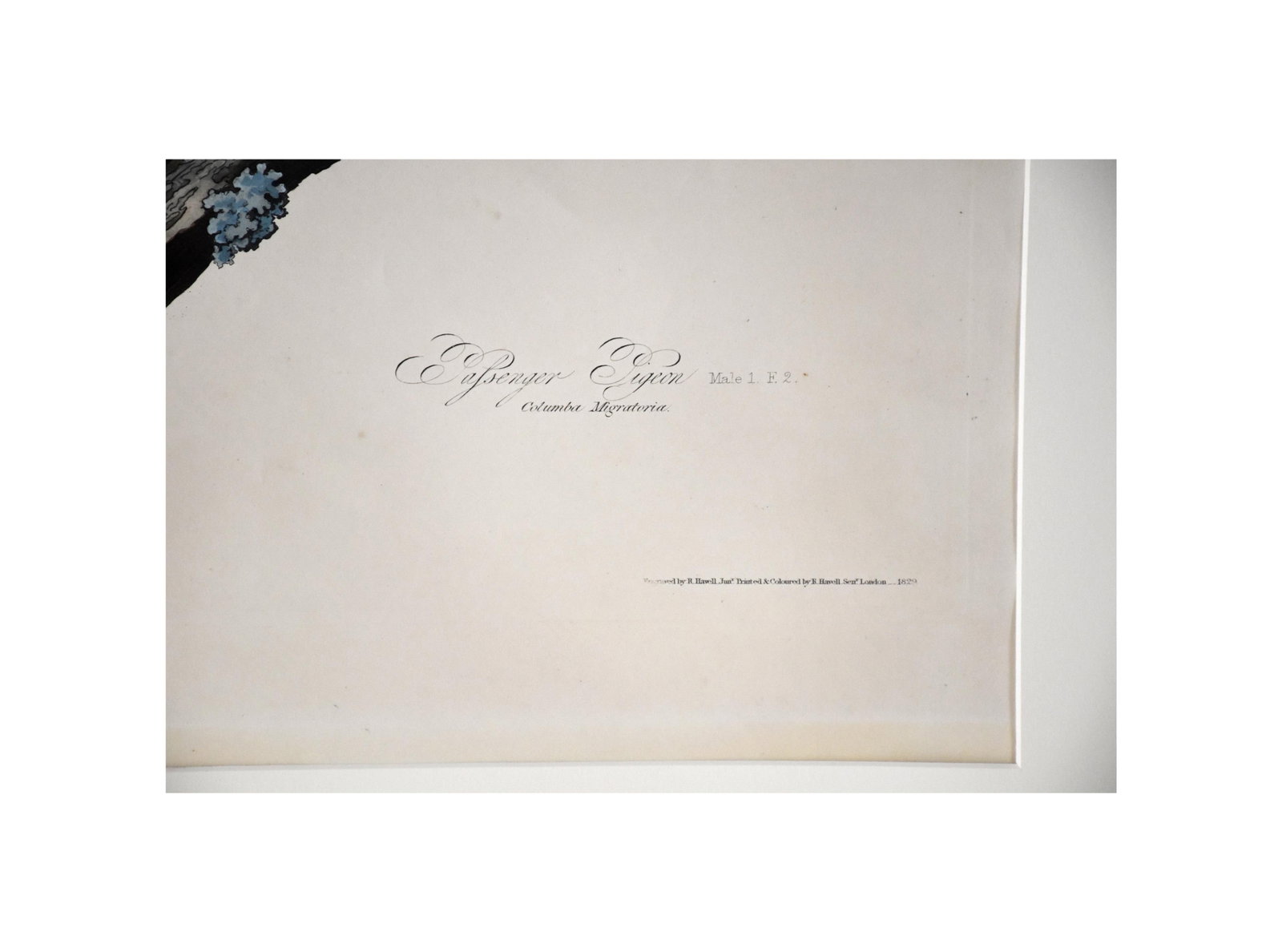 John James Audubon Engraving - 2