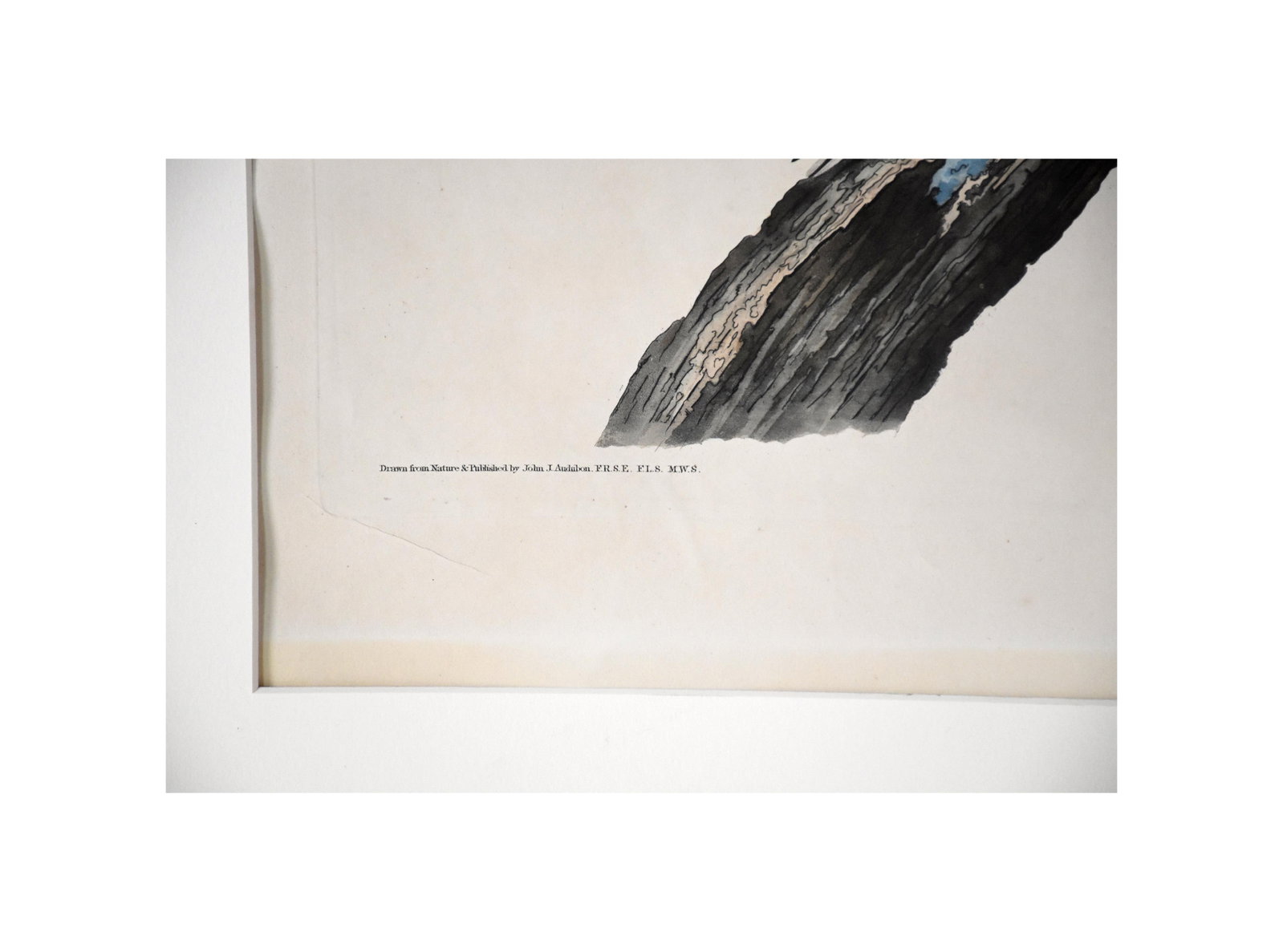 John James Audubon Engraving - 3