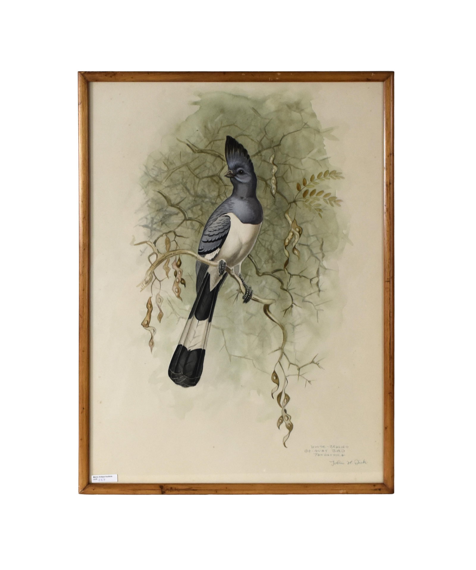John H. Dick Painting: (American, 1919-1995). Watercolor. "White-bellied Go Away Bird, Tanganyika". Signed lower right. Sight size: 27 1/2" high x 20" wide. In a plain oak frame under glass measuring: 29" high x 21 1/2"