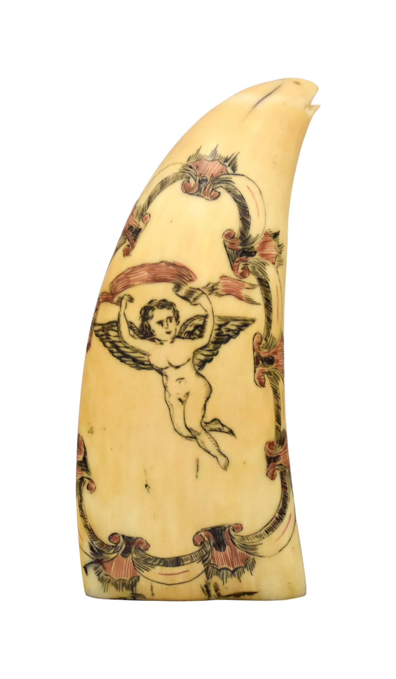 Polished Sperm Whale Scrimshaw Tooth (1 of 2)