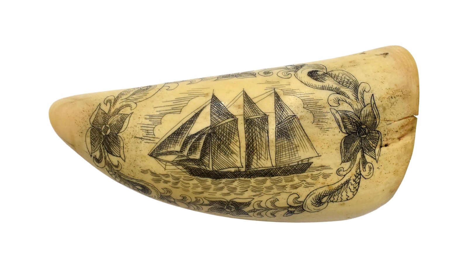 Polished Sperm Whale Scrimshaw Tooth (1 of 2)