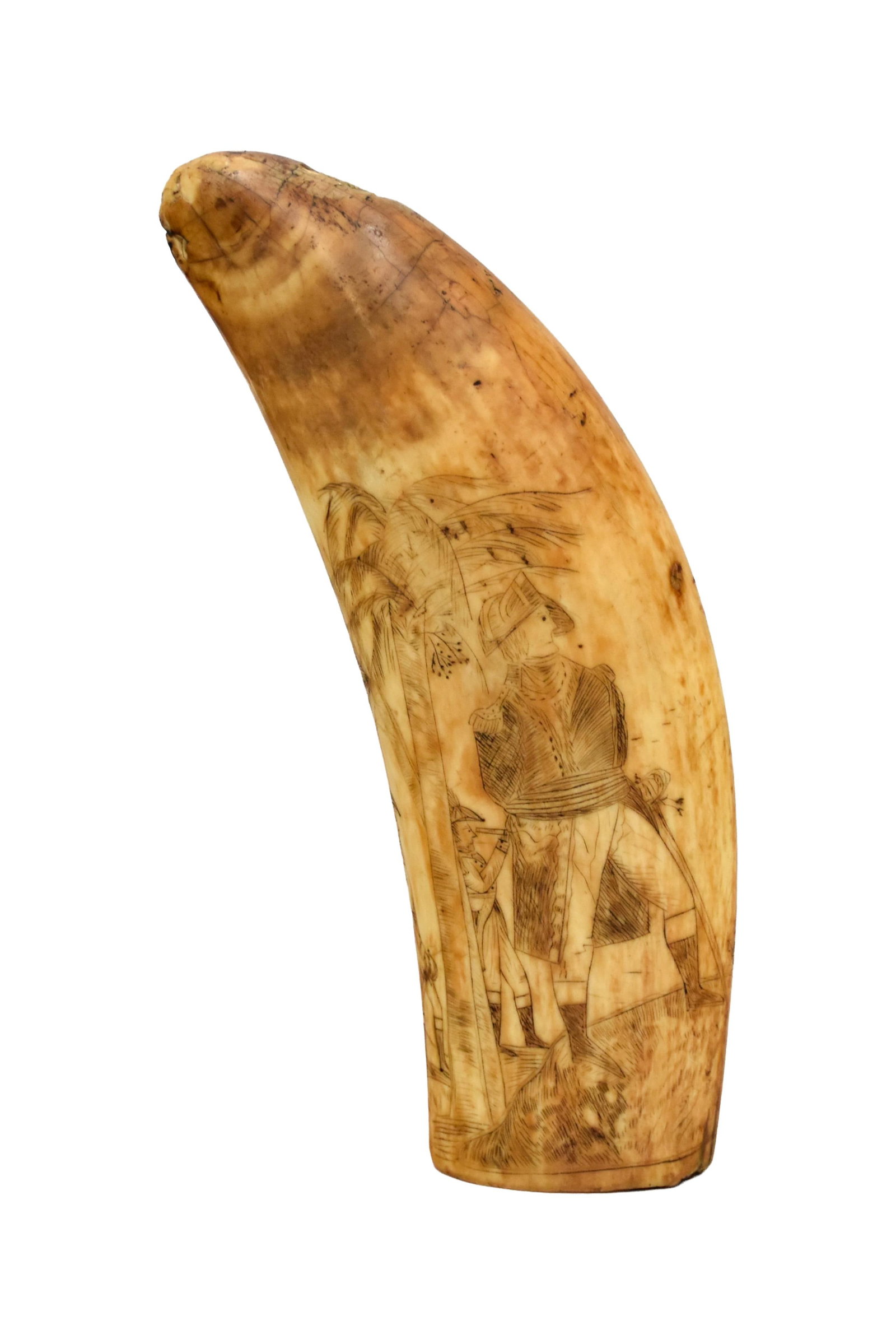 Polished Sperm Whale Scrimshaw Tooth (1 of 4)