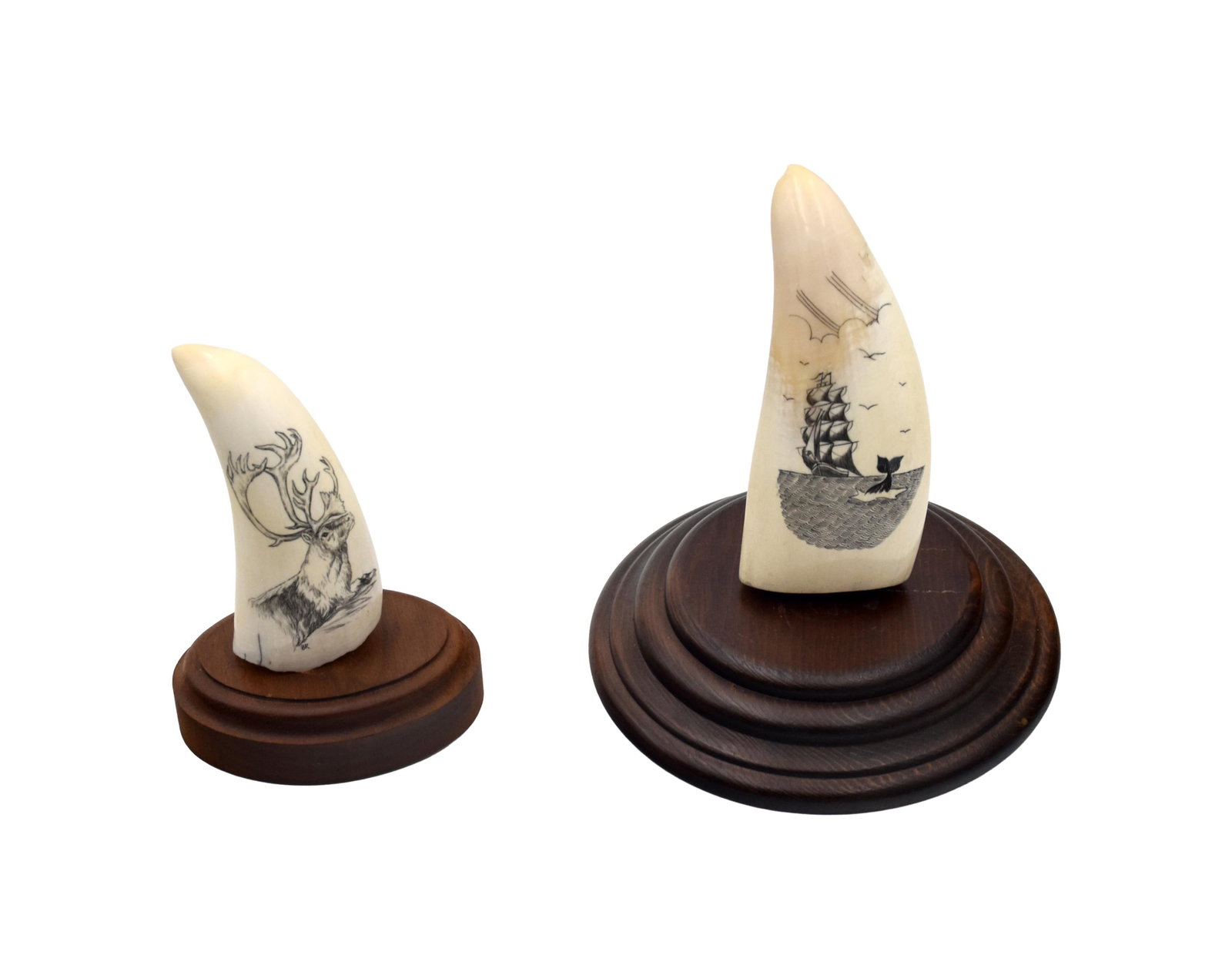 (2) Polished Sperm Whale Teeth: 20th C. Monochrome. To include: (A) Shows a stag head. Initial "BR" on recto. Verso blank and unfinished. Base inscribed: "Maui crafted scrimshaw". 4 1/4" long x 1 3/4" long. Mounted on a wood base