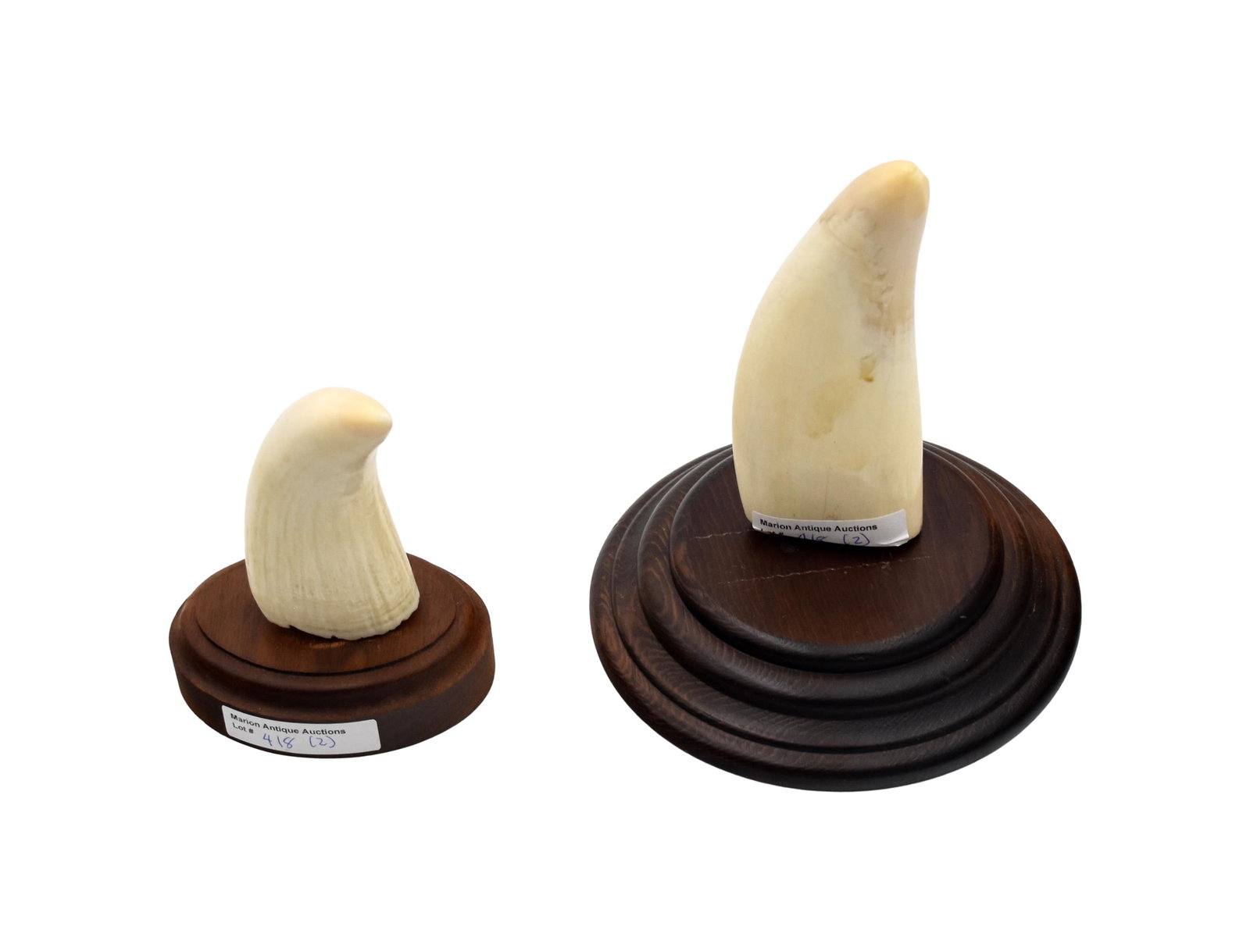 (2) Polished Sperm Whale Teeth - 2