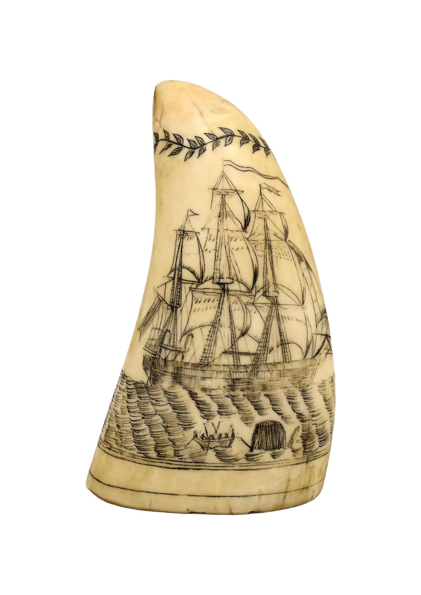 Sperm Whale Scrimshaw Tooth (1 of 4)