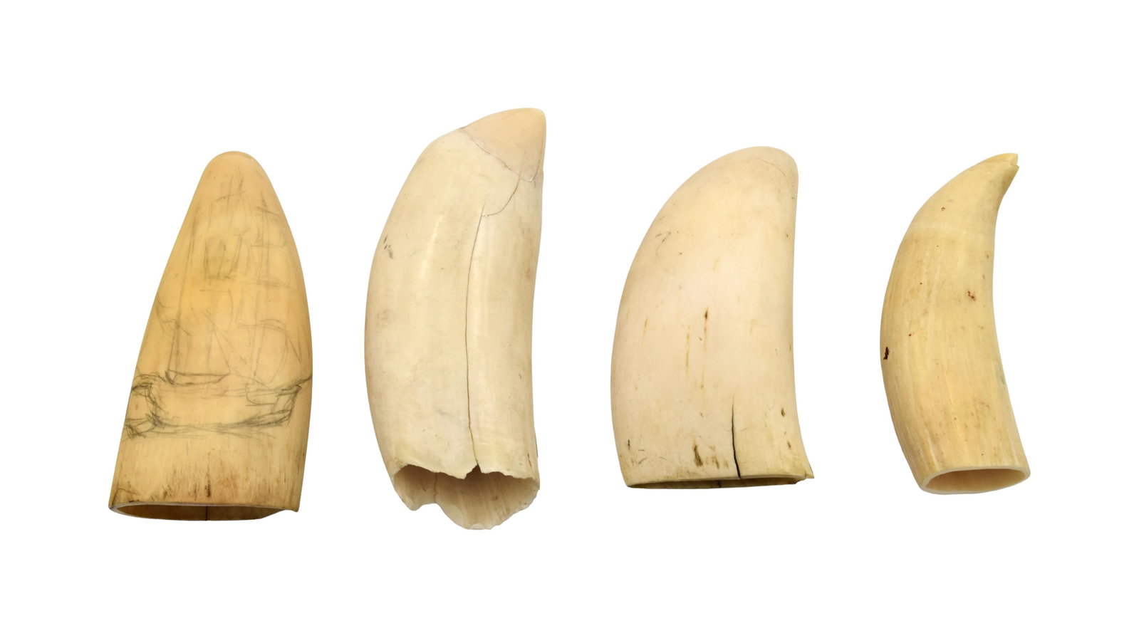 (4) Polished Sperm Whale Teeth: 20th C. Ranging in length from 4 1/4" - 5 1/2". Width: 1 1/2" - 2 1/4". Three show age cracks; one has a chip at the tip. Shipping restriction: Please note this lot cannot be shipped out of