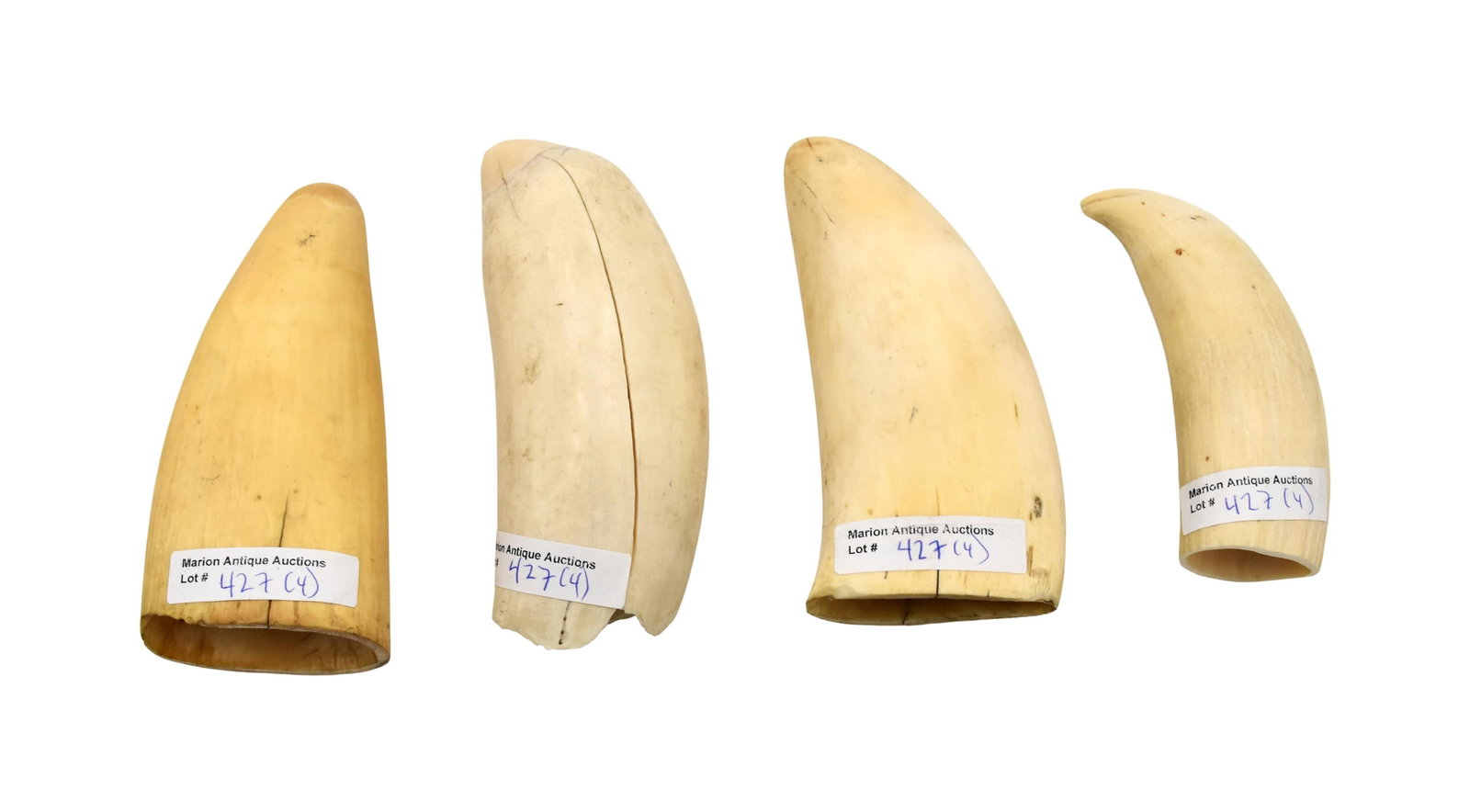 (4) Polished Sperm Whale Teeth - 2