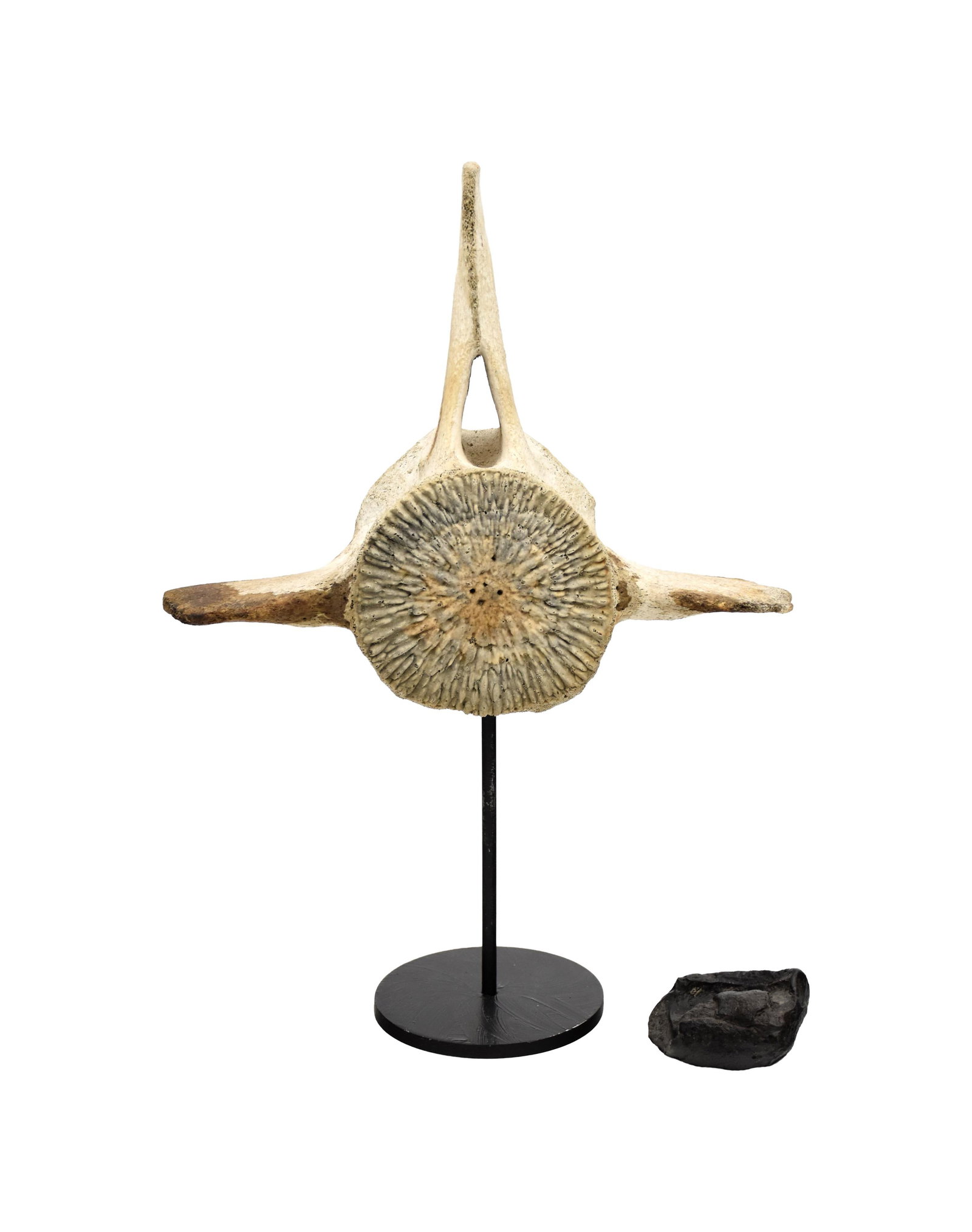 Sperm Whale Vertebra and Fossil: To include: (A) Vertebra on a modern stand. 8 1/2" long x 10 1/2" wide. On the stand overall height: 14 1/2" high. (B) Possibly a partial whale ear bone. 3" high x 2" wide x 1 1/4" deep. (A) Still sho