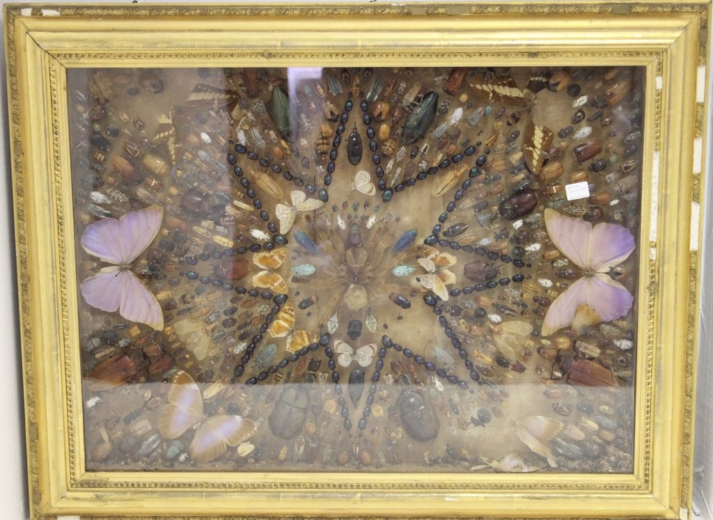 EXTREMELY RARE LATE 19TH C SHADOW BOX WITH: MOUNTED BUGS INCLUDING A TARANTULA; 27 1/2" WIDE X 22" HIGH; MINOR IMPERFECTIONS
