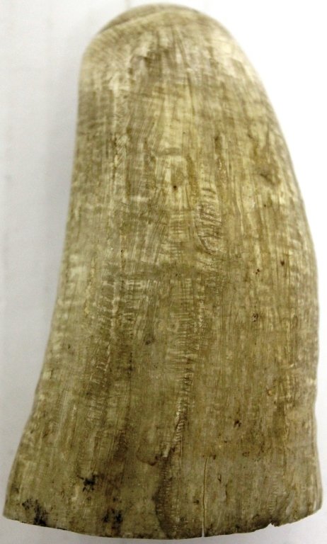 ANTIQUE 19TH C SCRIMSHAWED WHALES TOOTH;: 3 3/4" HIGH; SCRIMSHAWED ON THE INSIDE ALL. WALTZ JULY 29, 1889