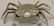 ITALIAN STERLING SILVER CRAB, CA 1960, 3" HIGH,