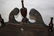 AMERICAN TALL CASE CLOCK, CA 1800, INLAID WALNUT - 4