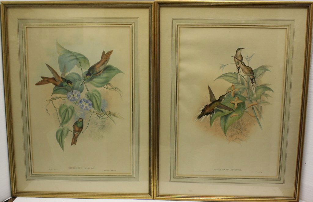 JOHN GOULD (1804-1881) TWO SIMILAR HAND COLORED: LITHOGRAPHS. ONE IS TITLED DIPHOGENA IRIS. THE OTHER IS PHAETHORNIS AUGUSTI, 19" X 13". FRAMED.