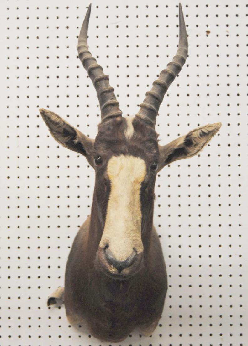 African Blesbok Taxidermy Shoulder Mount Trophy: African Blesbok Taxidermy Shoulder Mount, 30"