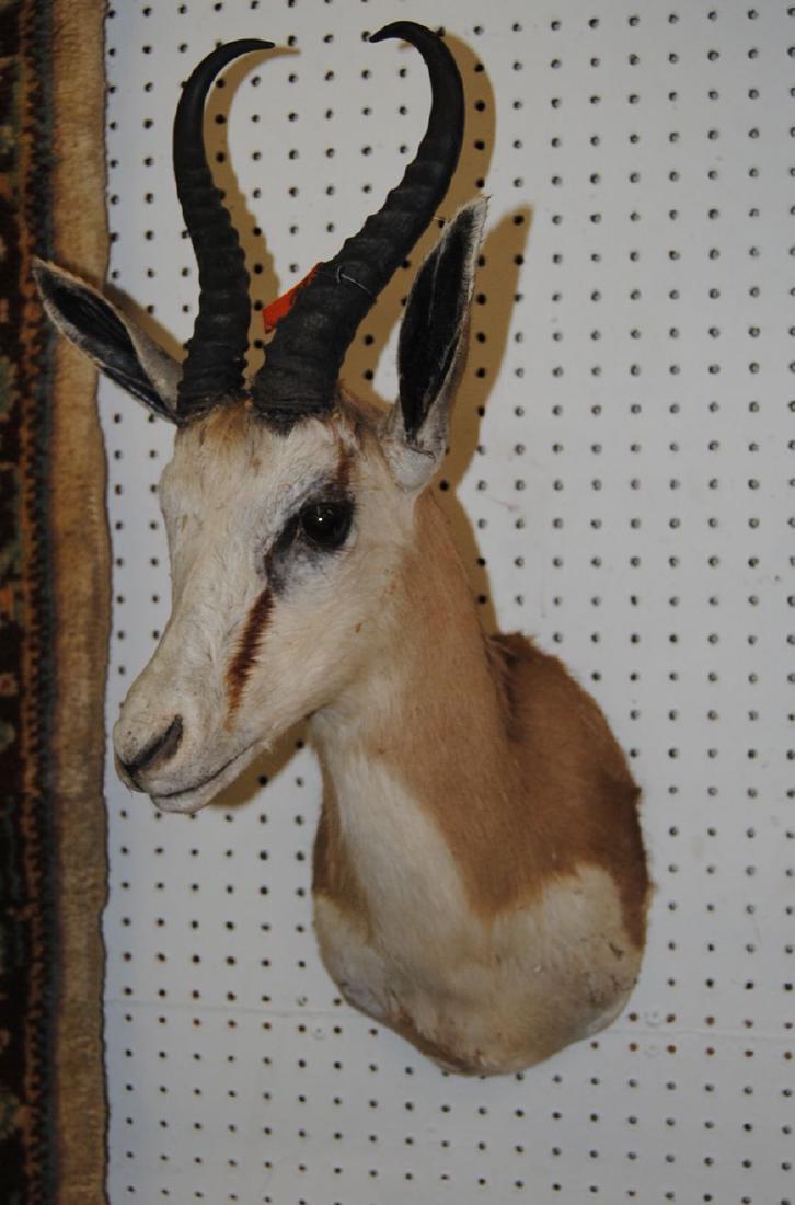 African Springbok Taxidermy Shoulder Mount Trophy: African Springbok Taxidermy Shoulder Mount, 28"