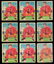 1935 National Chicle Football Lot (71) cards - 3