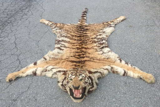 Circa 1946 Taxidermy Tiger Skin Rug Mount