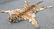 Circa 1946 Taxidermy Tiger Skin Rug Mount - 5