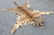 Circa 1946 Taxidermy Tiger Skin Rug Mount - 6