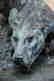 Dylan Lewis Bronze Leopard. - 5