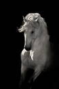 Into the Light ~ Robert Dawson