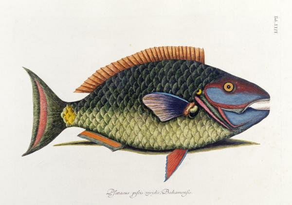 MARK CATESBY "THE PARROT FISH": MARK CATESBY"THE PARROT FISH"30 x 21 in. This Giclée is high-resolution and of the highest quality, has a color permanence rating in excess of 100 years. Printed on Canvas, this beautiful piece of ar