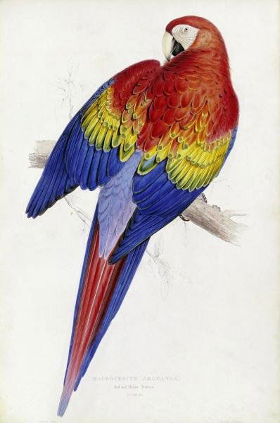 EDWARD LEAR - RED AND YELLOW MACCAW: Edward Lear - Red And Yellow Maccaw - Giclée On Canvas - 29 1/4 X 44 In. A Giclée Print Is The Highest Quality Print Available Today. Because There Is No Visible Dot Screen Pattern, The Resulting Im