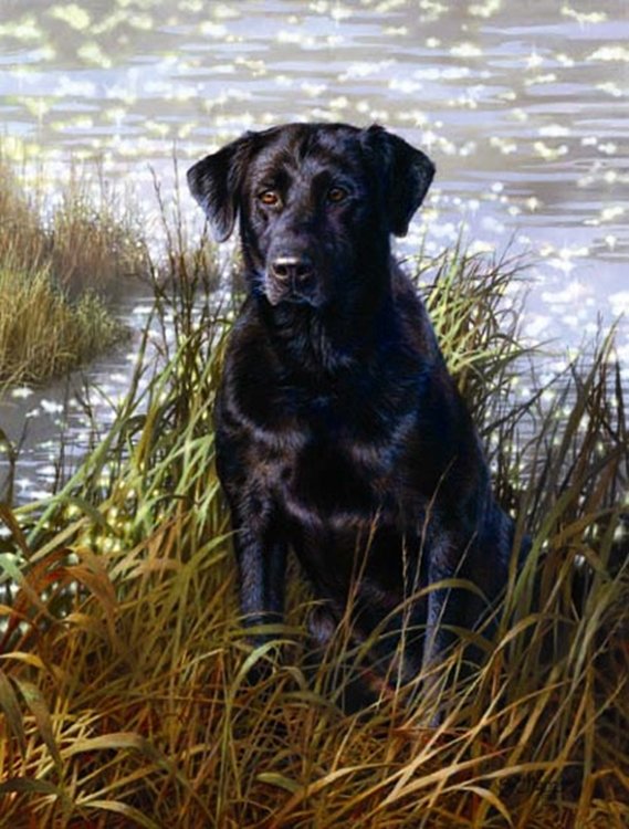 Bonnie Marris - THE ALL AMERICAN: Bonnie Marris - The All American - Limited Edition Print - Imaage Size: 15 3/4"W X 20 1/4"H. - Edition Size:350 - Published From The Artist'S Original Work. - Heart, Grace And Loyalty. A Sturdy Build,