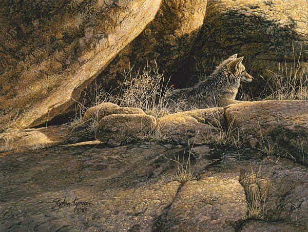 STEPHEN LYMAN COYOTE AFTERNOON: Stephen Lyman Coyote Afternoon Smallwork Canvas Edition Image Size: 12"W X 9"H. Edition Size:100 It'S Been A Long Morning And Since His Stomach Is Full, This Coyote Feels No Compulsion To Move. Instea