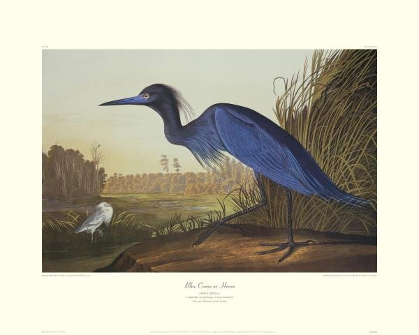 JOHN JAMES AUDUBON - BLUE CRANE OR HERON: John James Audubon - Blue Crane Or Heron - Giclée On Canvas - 35 X 28 In.