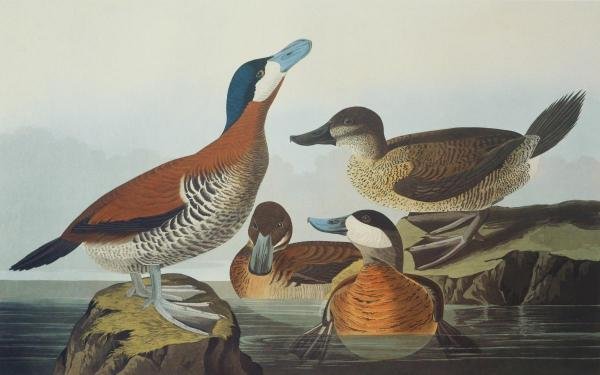 JOHN JAMES AUDUBON - RUDDY DUCK - Giclée on Canvas