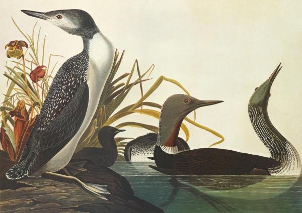 JOHN JAMES AUDUBON - RED-THROATED DIVER - Giclée on: JOHN JAMES AUDUBON - RED-THROATED DIVER - Giclée on Canvas 36 x 25 1/2 in. - A Giclée Print Is The Highest Quality Print Available Today. Because There Is No Visible Dot Screen Pattern, The Resultin