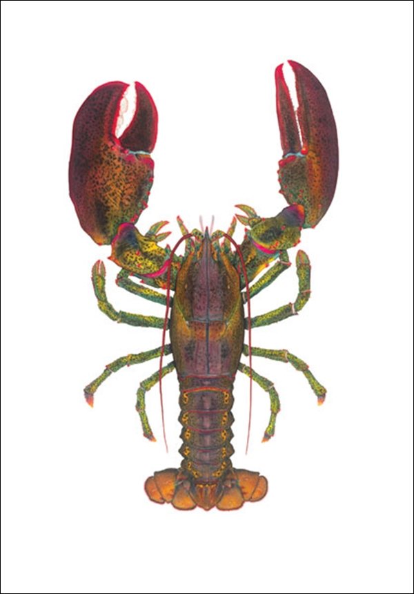 HAND SIGNED - FLICK FORD - 1 1/2 LB LOBSTER: 1 1/2 Lb Lobster - By Flick Ford - Hand Signed - Open Edition Print - Image Size: 18"w X 12"h.