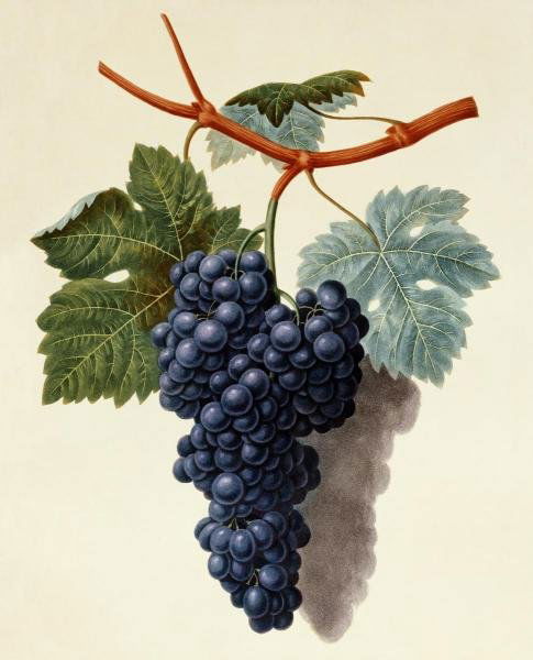 GEORGE BROOKSHAW - BLACK MUSCADINE GRAPES - GICLÉE: George Brookshaw - Black Muscadine Grapes - Giclée On Canvas - 24 1/4 X 30 In. - A Giclée Print Is The Highest Quality Print Available Today. Because There Is No Visible Dot Screen Pattern, The Resu