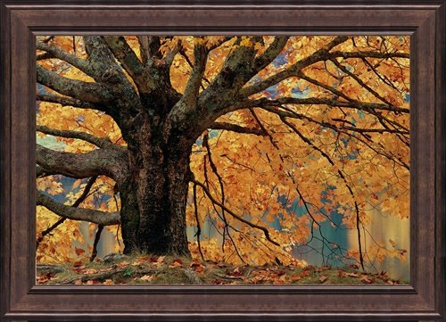 GOLDEN SPLENDOR: GOLDEN SPLENDOR - Golden Splendor Is A Photo To Art Giclee Done On Canvas By Adam Jones. 2" Dark Wood Frame. This Makes An Overall Framed Size Of 15x18.